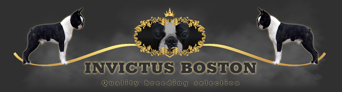 Invictus Boston Terrier